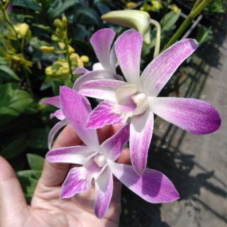 10chau lan denro cây giống