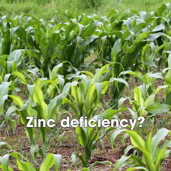 Vi lượng Kẽm Chelate  tan hoàn toàn trong nước