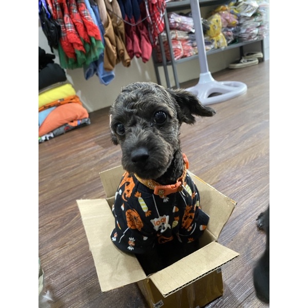 Áo thun có tay cho chó mèo