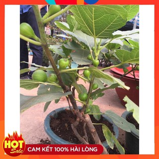 Hạt giống Cây Sung Ngọt Mỹ ( 10 Hạt)