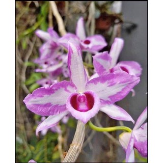 Phong Lan giả hạc chóp Mỹ- thân trên 30cm