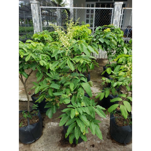 Nhãn long đang trái