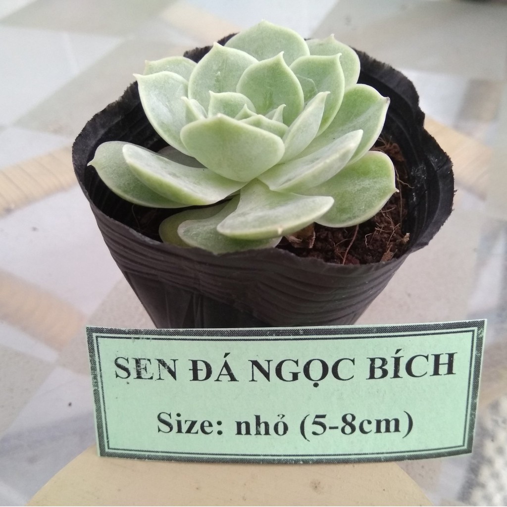 Sen đá ngọc bích - size nhỏ (5-8cm)