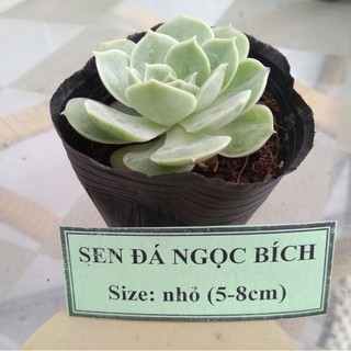 Sen đá ngọc bích - size nhỏ (5-8cm)
