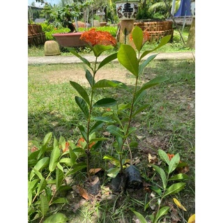 mẫu đơn mỹ cam