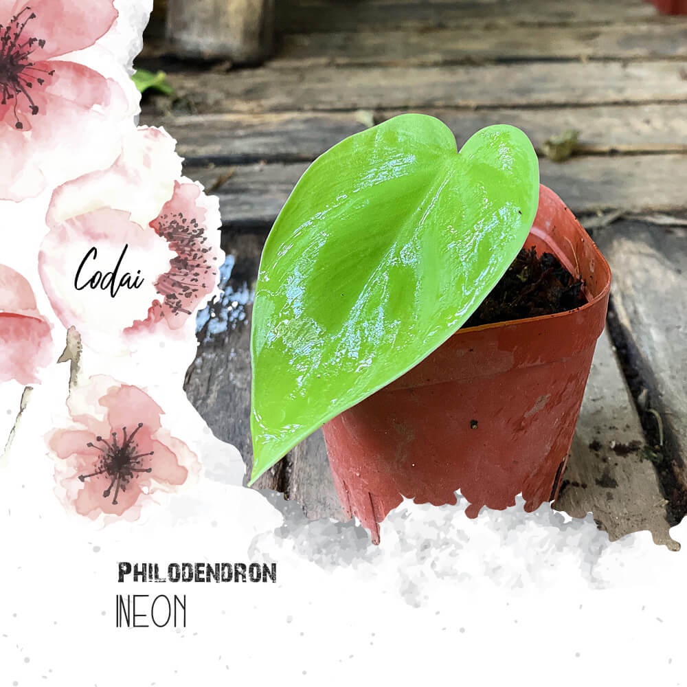 Cây giống Philodendron Neon (Trầu Bà Neon) chậu nhựa