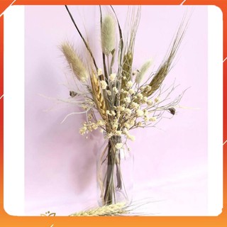 Lọ hoa khô decor đuôi thỏ và lúa mạch
