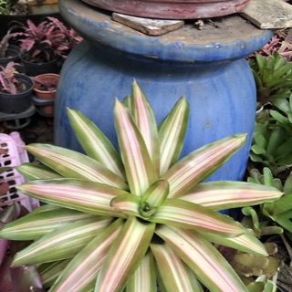 Dứa màu piccolo