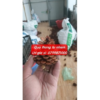Trái Thông Tự nhiên