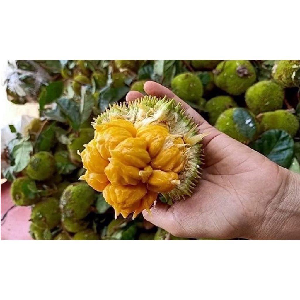 CÂY GIỐNG MÍT SIÊU TRÁI ẤN ĐỘ