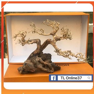 Bonsai mini bể cá để bàn D28xC19
