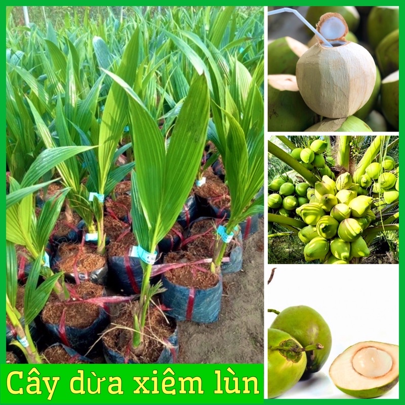 Cây giống dừa xiêm lùn Bến Tre siêu trái nước ngọt 2 năm ra quả ( ảnh thât)