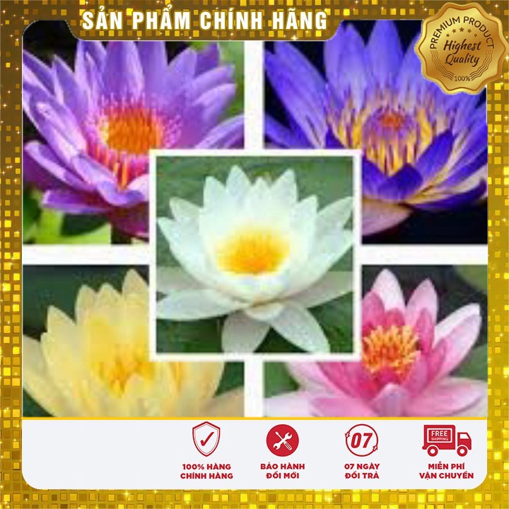 Hạt Giống Súng Mini Thái(5 hạt)