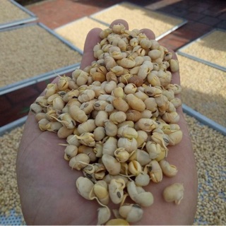 MẦM ĐẬU NÀNH NGUYÊN HẠT SẤY KHÔ 250k/1kg handmade