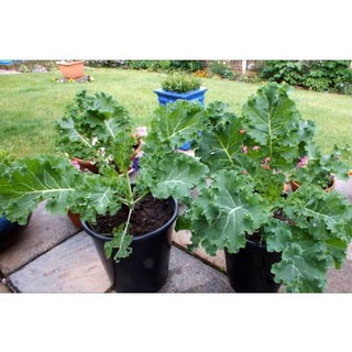 Hạt Giống Rau Kale ( cải xoăn xanh 20 hạt )