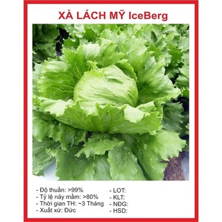 Hạt giống xà lách lecgerg SIÊU NGỌT - 2GR