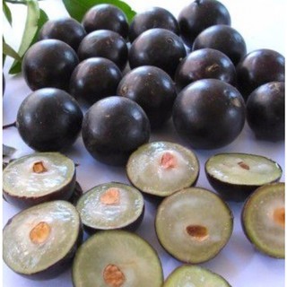 Cây nho thân gỗ Cao 20cm