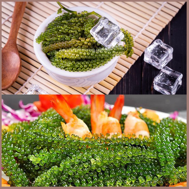 Rong nho 📛 𝑭𝑹𝑬𝑬𝑺𝑯𝑰𝑷 📛 rong nho tươi, sản phẩm chính hãng Sea Việt - hộp 220g/11 gói nhỏ | BigBuy360 - bigbuy360.vn