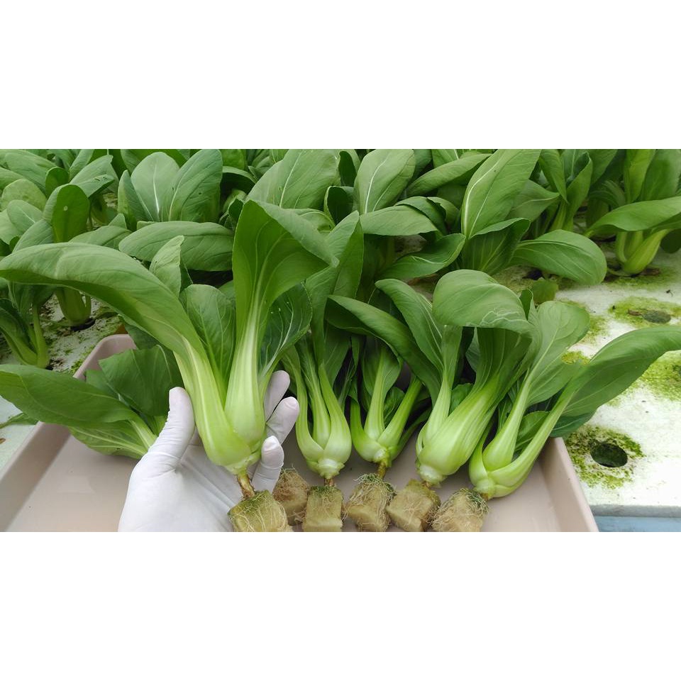 Hạt Giống CẢI THÌA LAI F1 SH105 - Gói 20Gr - SEN HỒNG