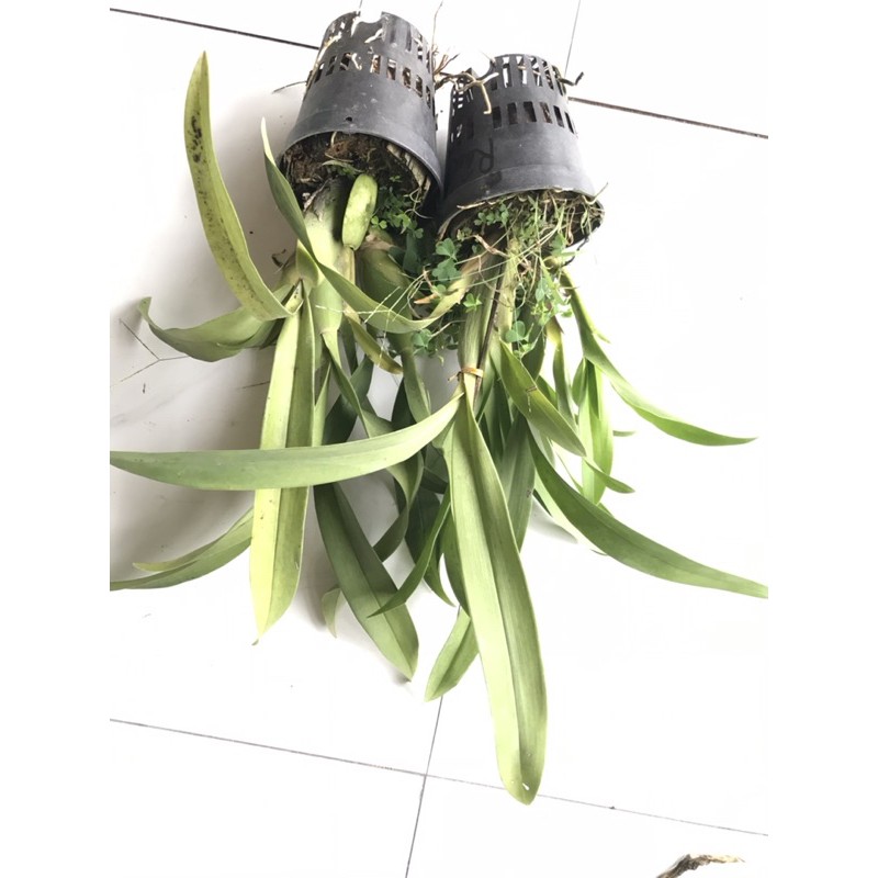 Hoa lan vũ nữ sưu tầm