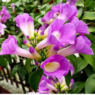 U500 cây giống hoa lan tỏi