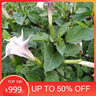 DLQ- Hạt Cà Độc Dược 100g