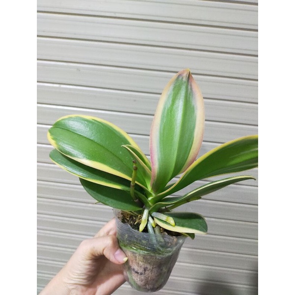 Combo 2 cây hồ điệp lá biên phát tài cây sẵn  2 ngồng hoa