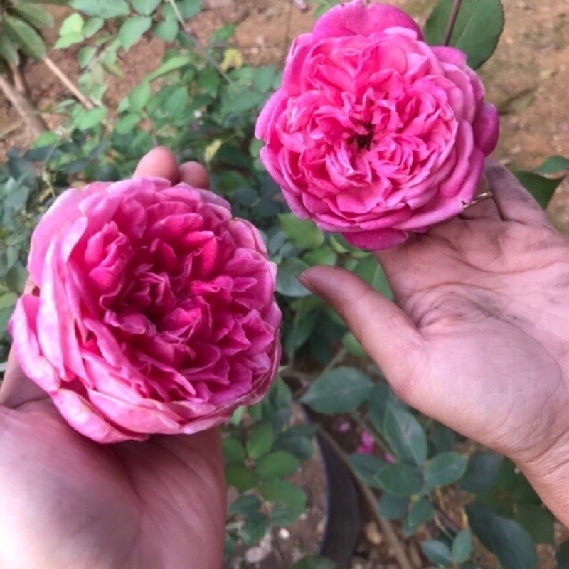 Cây hoa hồng Cổ Sapa
