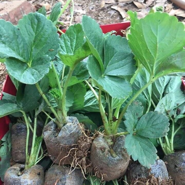 Dâu tây giống Nhật Hana quả ngọt chịu nhiệt
