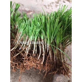 Gốc hẹ lá nhỏ chuẩn 100% (230 gốc)