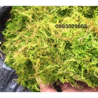 Combo 2 gói giá thể rêu rừng trồng lan
