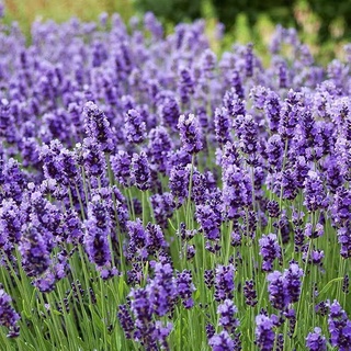 Gói 100 hạt giống hoa oải hương hạt mẩy loại 1, Hạt giống hoa Lavender chất lượng tốt