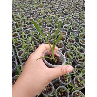 Cây giống lan kiếm Vị Hoàng
