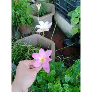 Hoa huệ mưa 50 củ