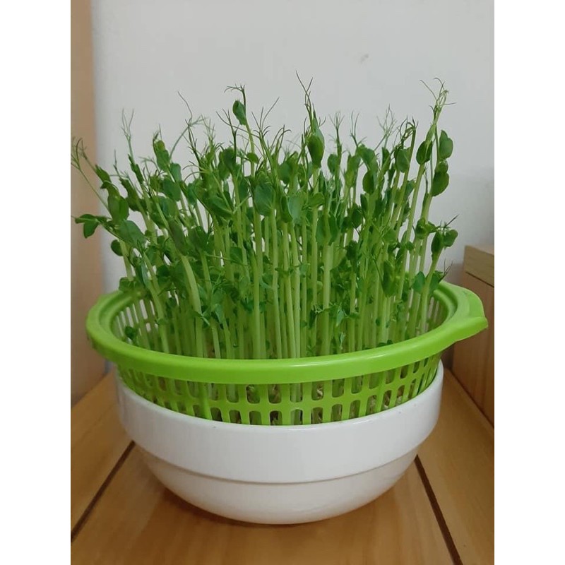(Tặng Mùn Xơ Dừa) 1kg Hạt giống mầm đậu Hà Lan sạch (ngọn dài mập), làm sữa hạt - Tặng 1kg Mùn Xơ Dừa khi Mua 2kg Đậu