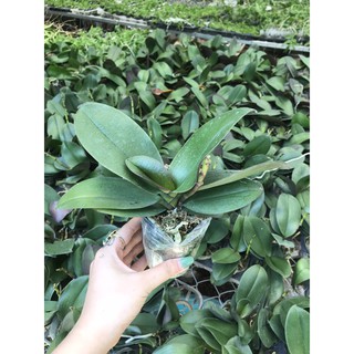 hoa lan hồ điệp đang nụ .
