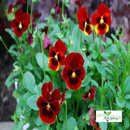100 Hạt giống hoa pansy xanh VHG