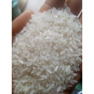 Gạo tẻ Séng Cù - Đặc sản Yên Bái