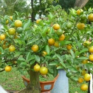 CÂY GIỐNG QUẤT CHUA HÀNG CHIẾT CÀNH NHANH CHO QUẢ (tặng kèm phân bón)