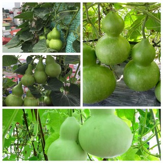 Hạt giống bầu hồ lô