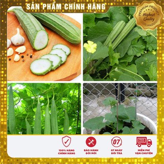 Hạt Giống Mướp Khía Thái Lan(10 hạt)