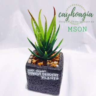 Cây Giả - Sen Đá Nha Đam Đậm MSON