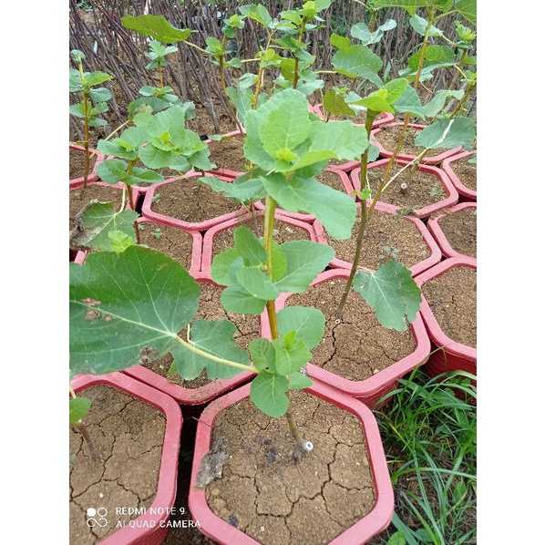 Sung Mỹ BRN giống