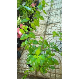 Cây chuỗi ngọc hoa tím