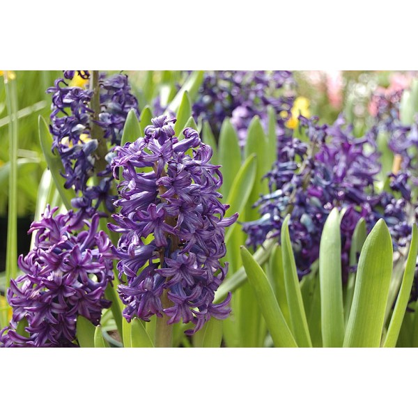 10 Hạt Hoa Dạ Lan (Hương) Mix Màu -Hyacinth Có đủ 7 màu để lựa chọn