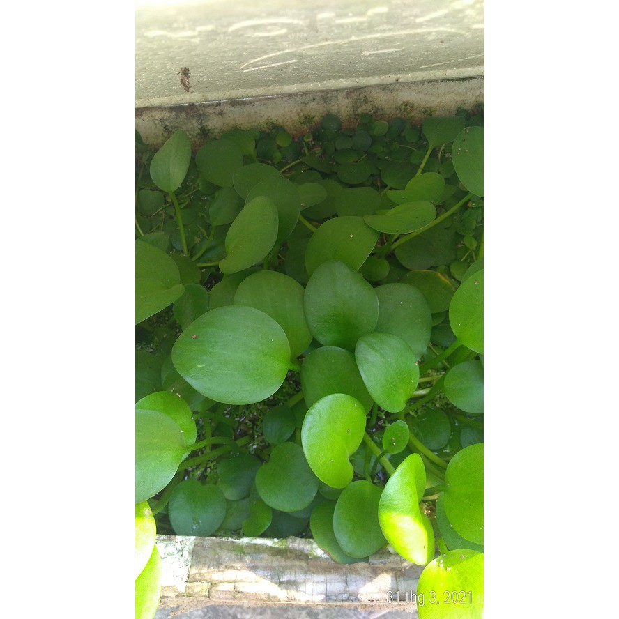 Bèo nhật - Cây thủy sinh