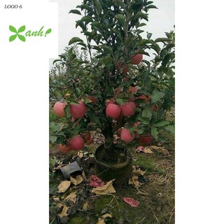 Hạt giống Táo Đỏ Lùn (15 hạt)