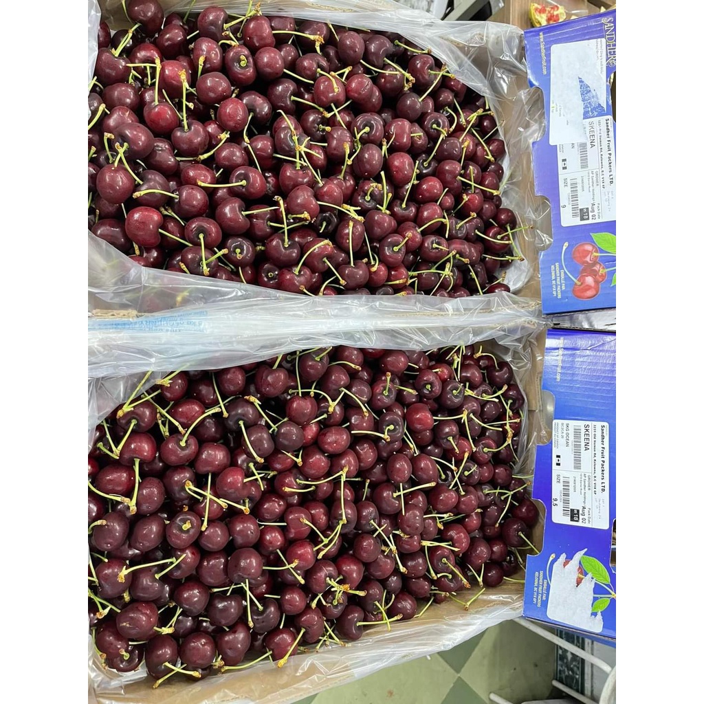HCM Free Ship - 1kg Cherry Canada Chính Vụ Siêu Ngon Tươi Giòn Ngọt Lịm