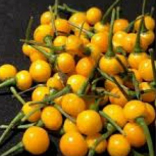 10 QUẢ ỚT CHARAPITA (ỚT PERU)