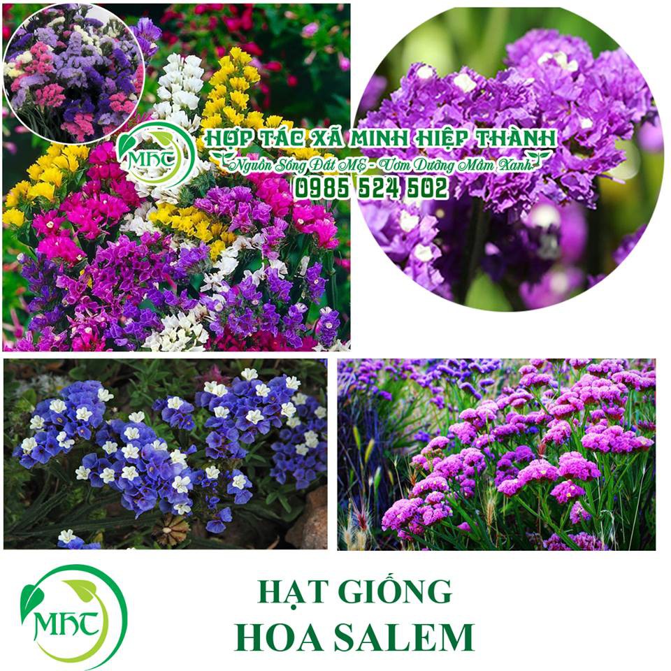 Hạt giống hoa salem